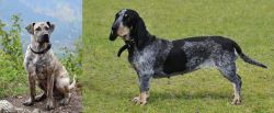Perro Cimarron vs Basset Bleu de Gascogne - Breed Comparison