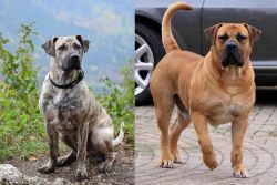 Perro Cimarron vs Boerboel - Breed Comparison