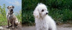 Perro Cimarron vs Bolognese - Breed Comparison