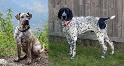 Perro Cimarron vs Braque d'Auvergne - Breed Comparison