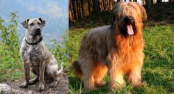 Perro Cimarron vs Briard - Breed Comparison