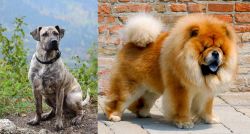 Perro Cimarron vs Chow Chow - Breed Comparison