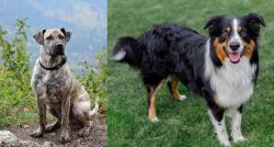 Perro Cimarron vs English Shepherd - Breed Comparison
