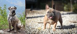 Perro Cimarron vs French Bulldog - Breed Comparison
