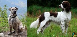 Perro Cimarron vs French Spaniel - Breed Comparison