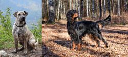 Perro Cimarron vs Gordon Setter - Breed Comparison