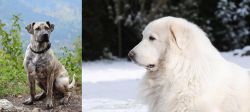Perro Cimarron vs Great Pyrenees - Breed Comparison