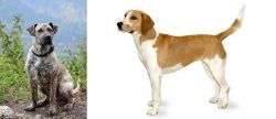 Perro Cimarron vs Harrier - Breed Comparison