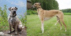 Perro Cimarron vs Hortaya Borzaya - Breed Comparison