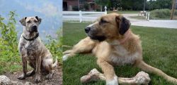 Perro Cimarron vs Irish Mastiff Hound - Breed Comparison