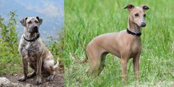 Perro Cimarron vs Italian Greyhound - Breed Comparison