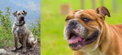 Perro Cimarron vs Miniature English Bulldog - Breed Comparison