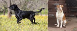 Perro de Pastor Mallorquin vs Alapaha Blue Blood Bulldog - Breed Comparison