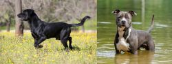 Perro de Pastor Mallorquin vs American Staffordshire Terrier - Breed Comparison