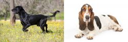 Perro de Pastor Mallorquin vs Basset Hound - Breed Comparison