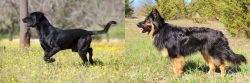 Perro de Pastor Mallorquin vs Bohemian Shepherd - Breed Comparison
