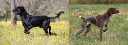 Perro de Pastor Mallorquin vs Braque Francais - Breed Comparison