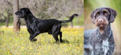 Perro de Pastor Mallorquin vs German Wirehaired Pointer - Breed Comparison