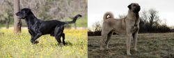 Perro de Pastor Mallorquin vs Kangal Dog - Breed Comparison