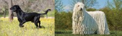 Perro de Pastor Mallorquin vs Komondor - Breed Comparison