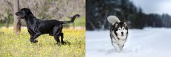 Perro de Pastor Mallorquin vs Siberian Husky - Breed Comparison