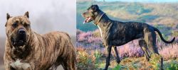 Perro de Presa Canario vs Alaunt - Breed Comparison