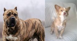 Perro de Presa Canario vs Alopekis - Breed Comparison