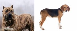 Perro de Presa Canario vs Beagle-Harrier - Breed Comparison