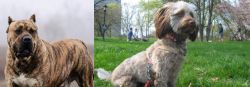 Perro de Presa Canario vs Doxiepoo - Breed Comparison
