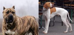 Perro de Presa Canario vs English Pointer - Breed Comparison