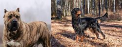 Perro de Presa Canario vs Gordon Setter - Breed Comparison
