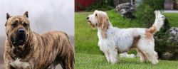 Perro de Presa Canario vs Grand Griffon Vendeen - Breed Comparison