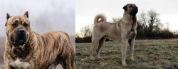 Perro de Presa Canario vs Kangal Dog - Breed Comparison