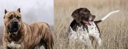 Perro de Presa Canario vs Old Danish Pointer - Breed Comparison