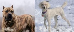Perro de Presa Canario vs Poodle - Breed Comparison