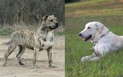 Perro de Presa Mallorquin vs Akbash Dog - Breed Comparison