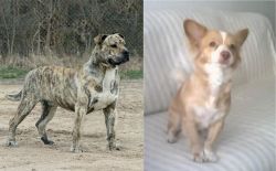 Perro de Presa Mallorquin vs Alopekis - Breed Comparison