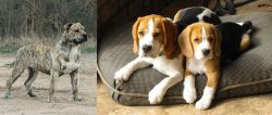 Perro de Presa Mallorquin vs Beagle - Breed Comparison
