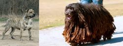 Perro de Presa Mallorquin vs Bergamasco - Breed Comparison