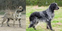 Perro de Presa Mallorquin vs Blue Picardy Spaniel - Breed Comparison