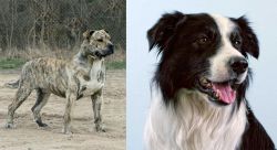 Perro de Presa Mallorquin vs Border Collie - Breed Comparison