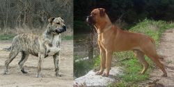 Perro de Presa Mallorquin vs Bullmastiff - Breed Comparison