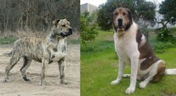 Perro de Presa Mallorquin vs Cao de Gado Transmontano - Breed Comparison