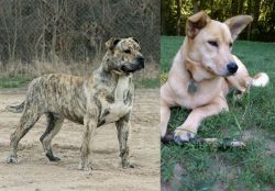 Perro de Presa Mallorquin vs Carolina Dog - Breed Comparison