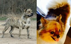 Perro de Presa Mallorquin vs Chiapom - Breed Comparison