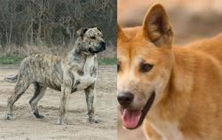Perro de Presa Mallorquin vs Dingo - Breed Comparison