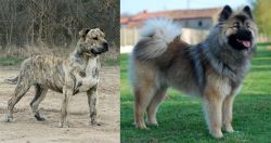 Perro de Presa Mallorquin vs Eurasier - Breed Comparison