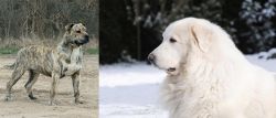 Perro de Presa Mallorquin vs Great Pyrenees - Breed Comparison
