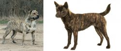 Perro de Presa Mallorquin vs Kai Ken - Breed Comparison