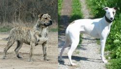 Perro de Presa Mallorquin vs Kaikadi - Breed Comparison